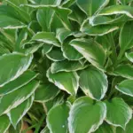What Is Eating Holes In My Hostas? Causes & Solutions