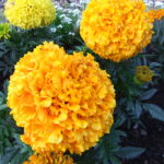 What Is Eating My Marigolds? The Major Culprits & Some Quick Fixes!