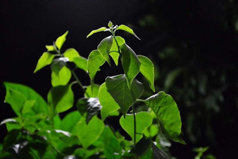 what is eating plants at night answer