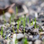 Top Reasons Why Your Grass Seeds Are Not Growing (and What To Do About It)
