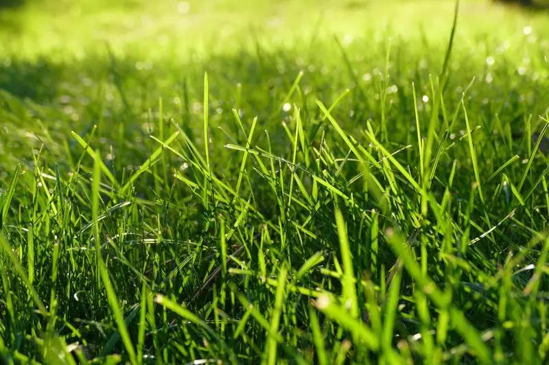 Best Fertilizer For Summer - best lawn fertilizer ratio