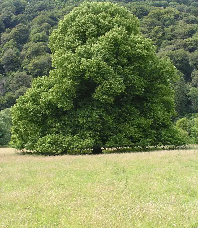 English Oak  - types of oak trees