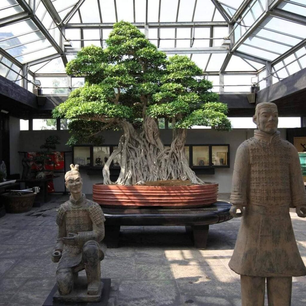 Ficus Bonsai Tree - oldest bonsai tree
