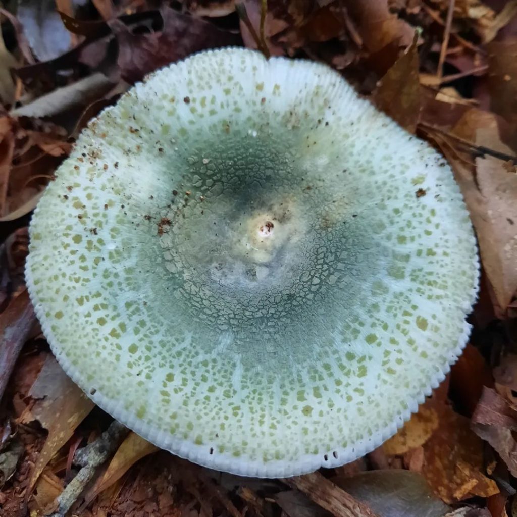 Green Cracking Russula - types of edible mushrooms