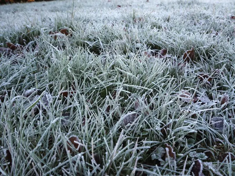 How Does Cold Affect Your Lawn?
