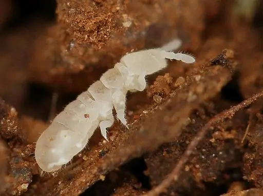 how to get rid of springtails in the soil