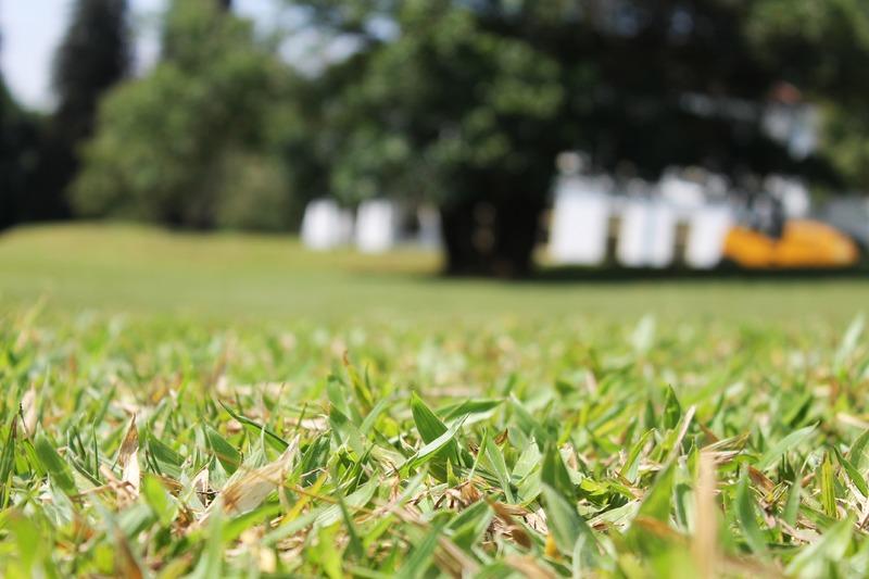 Lawn Fertilization Tips & Tricks