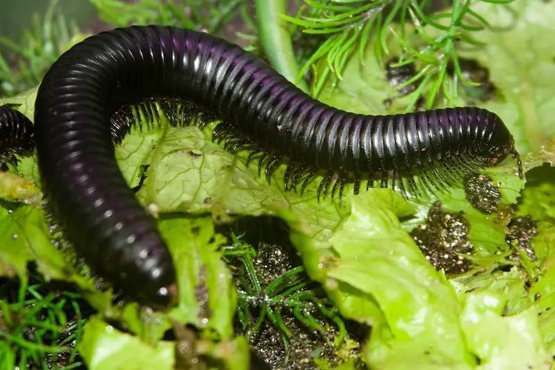 Life Cycle Of A Millipede