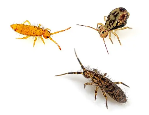 Life Cycle Of Springtails