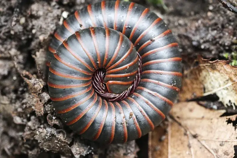 how to control millipedes in houseplants