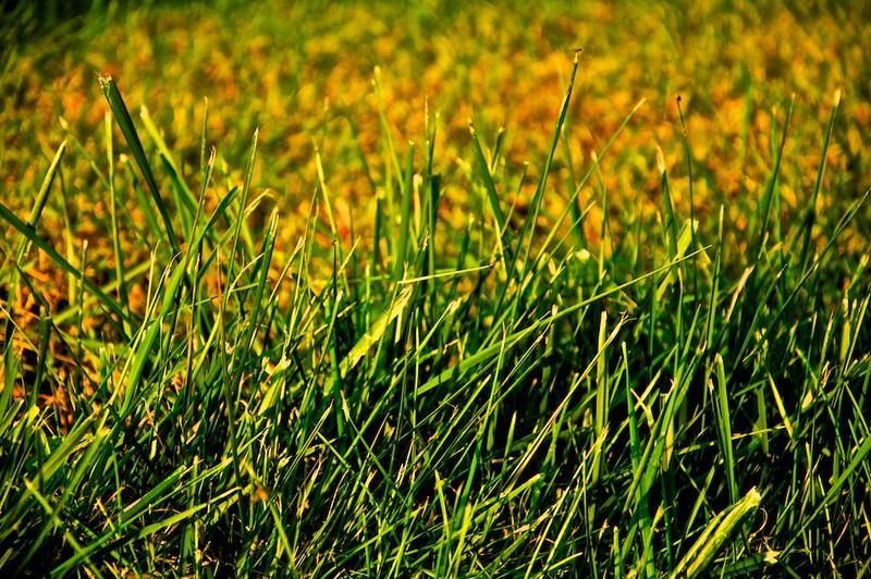 Plant Tougher Types Of Grass