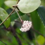 Hoya verticillata: The Most Complete Care, Propagation, and Watering Guide