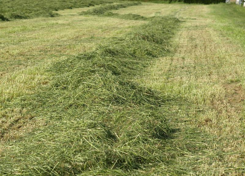 Recycle Your Grass Clippings - where to dump grass clippings