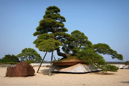 Red pine bonsai
