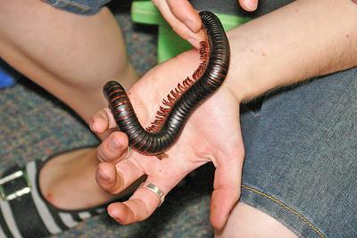 Removing Millipedes With Hands