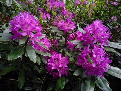 Rhododendron Maximum Compacta