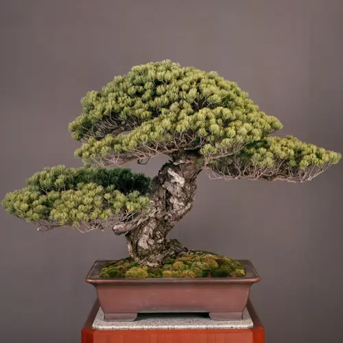 Sandai Shogun No Matsu Bonsai - oldest bonsai tree