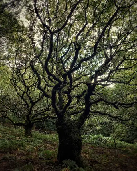 Sessile Oak - typesof oak trees