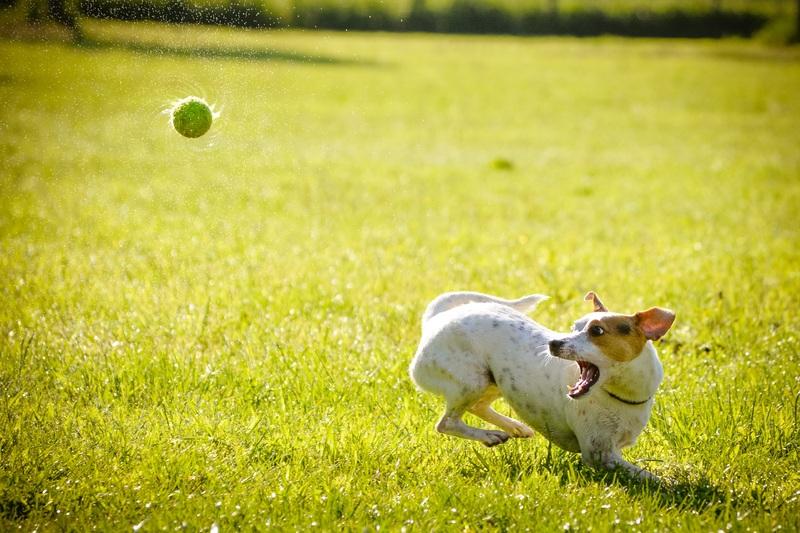 Tips For Growing A Lawn With Dogs Around!