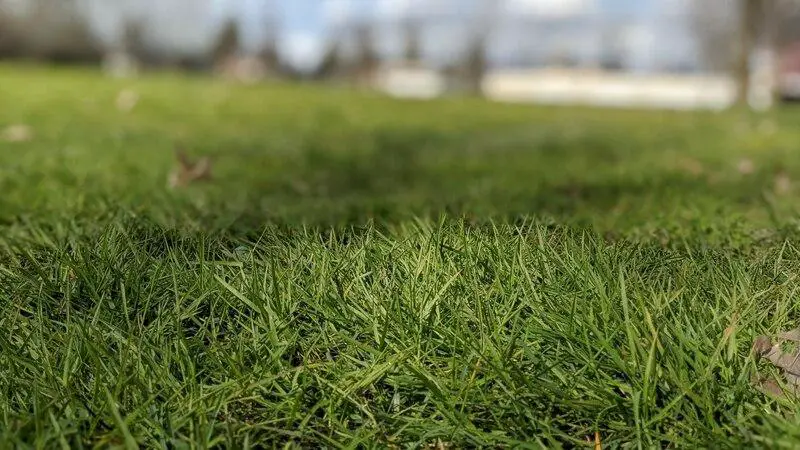 Why Do Lawns Need Nitrogen? - best lawn fertilizer ratio
