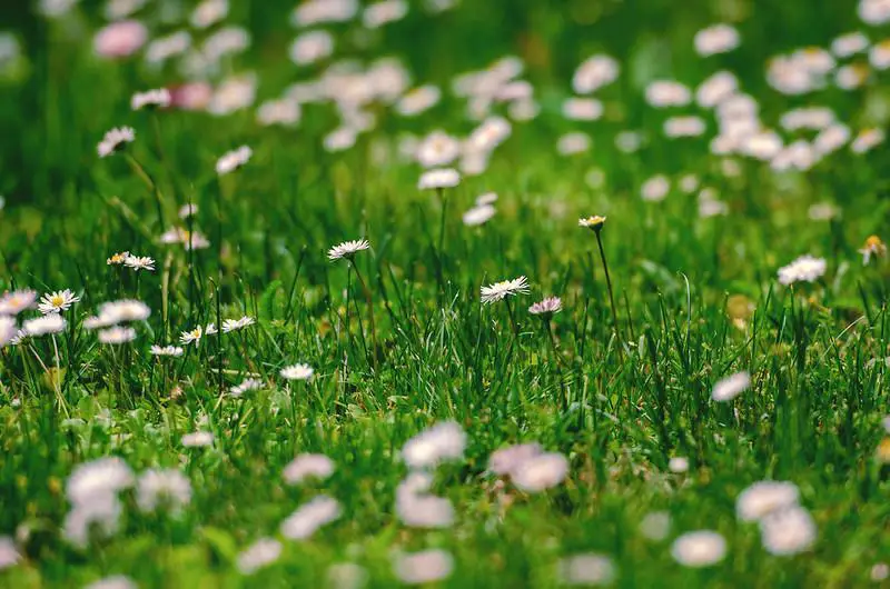Why Grow A Wildflower Lawn?
