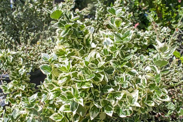 Wintercreeper shrub