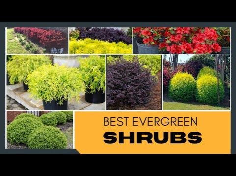 Best small evergreen shrubs