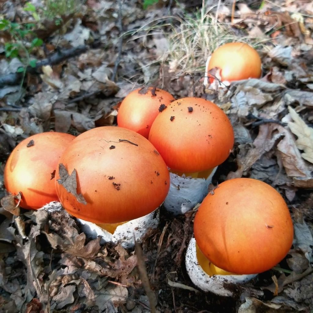 Caesar's Mushrooms - types of edible mushrooms