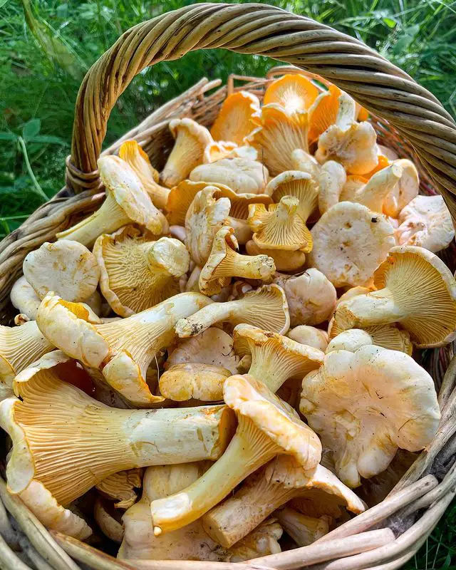 Chanterelle Mushrooms  