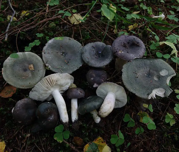 Charcoal Burner Mushrooms - types of edible mushrooms