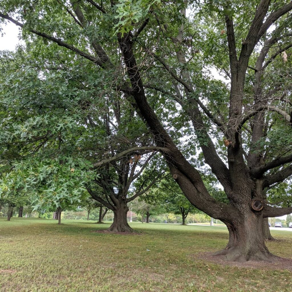 Cherrybark Oak 