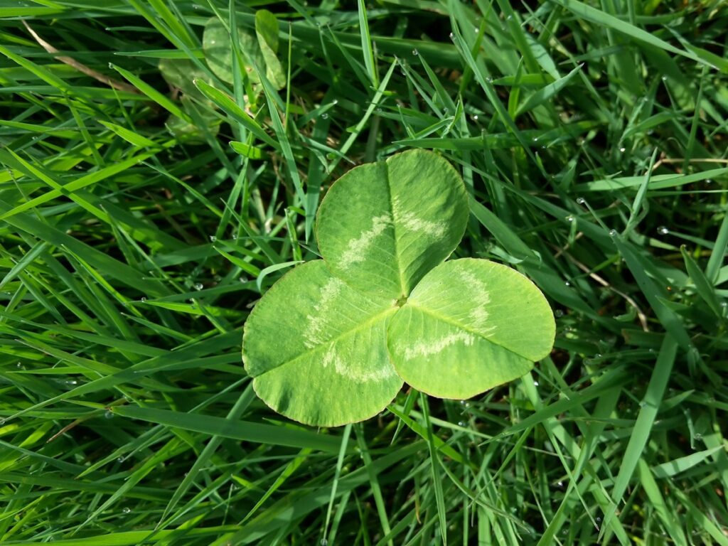 will clover take over grass