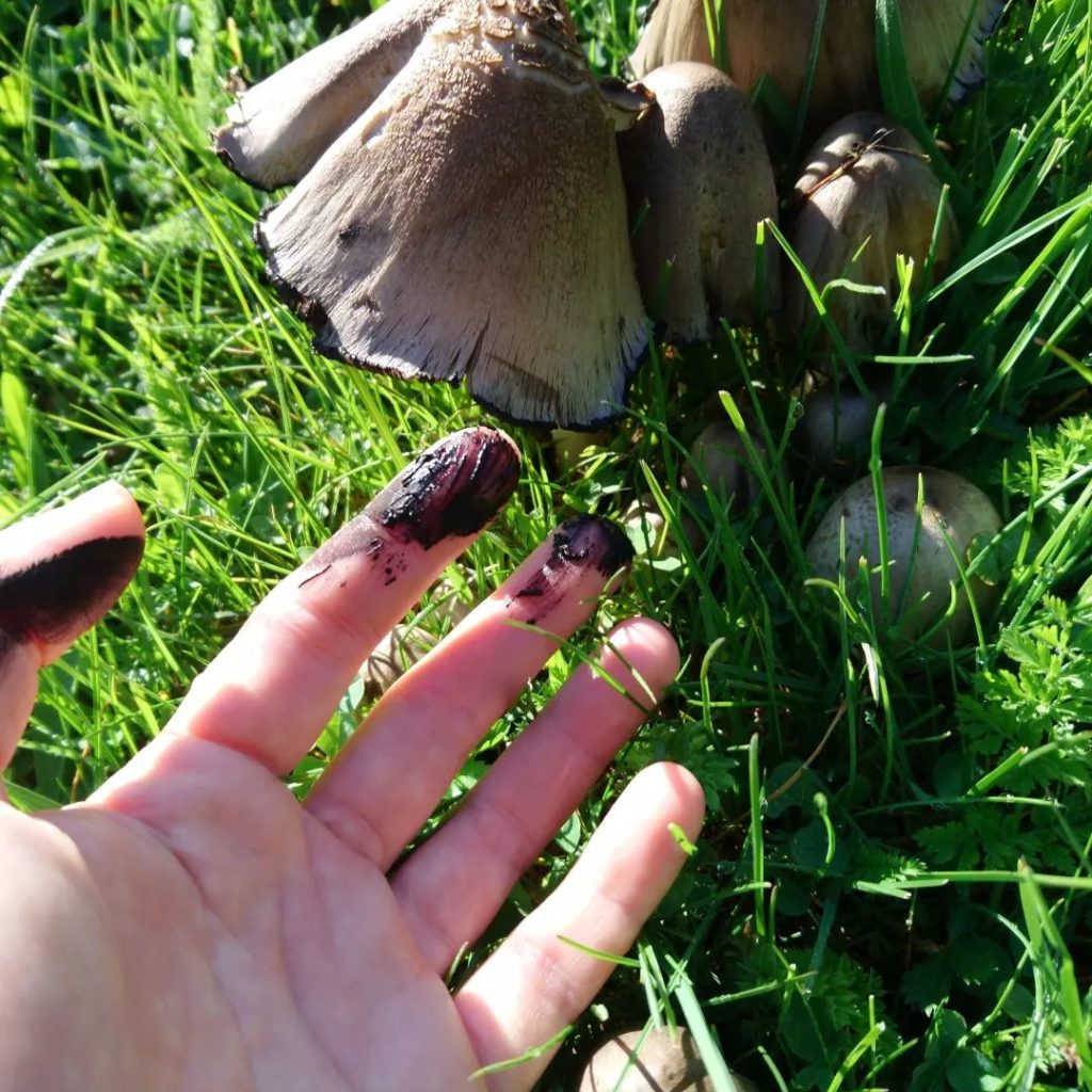 Common Ink Cap Mushrooms  