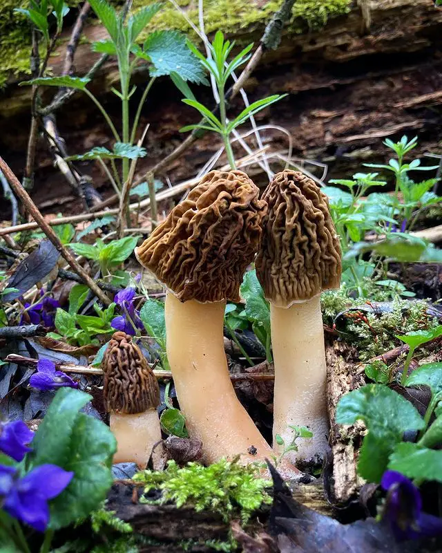 False Morel Mushrooms 