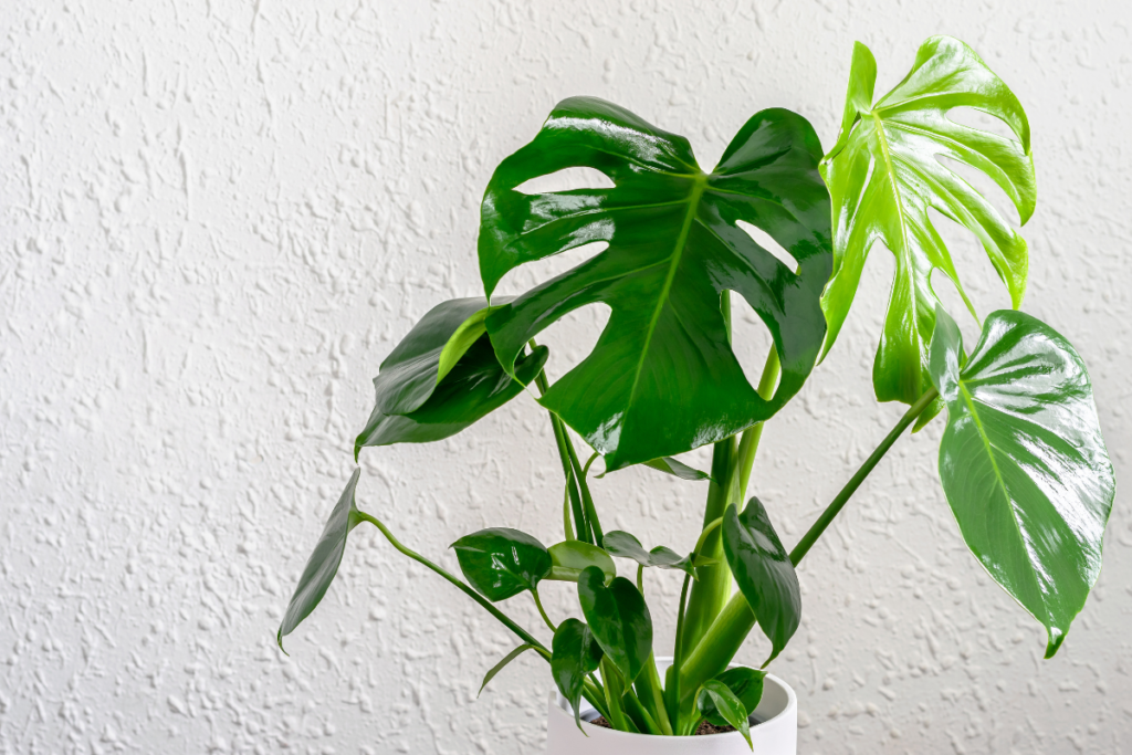Fertilizers - how to care for monstera