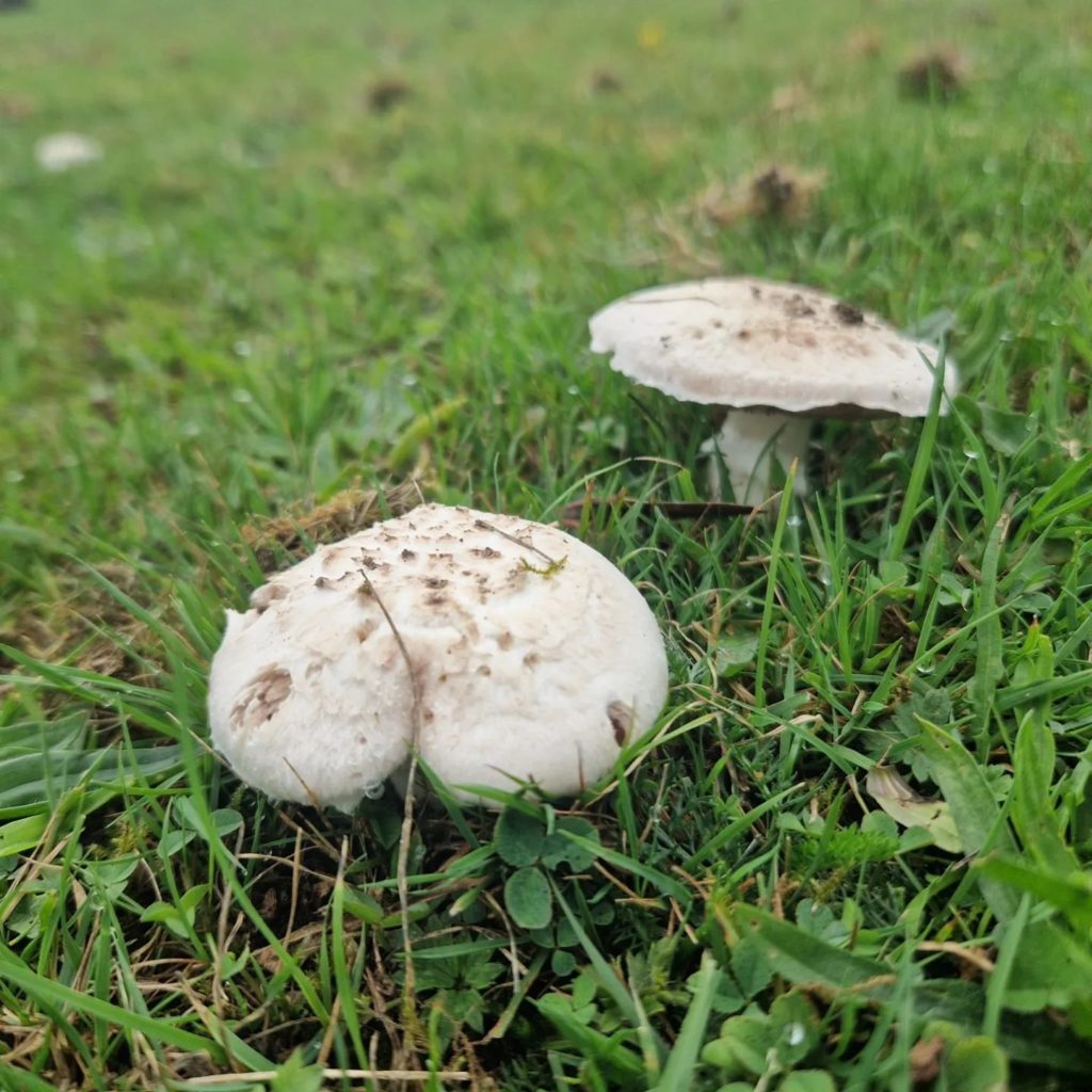 Field Mushrooms 