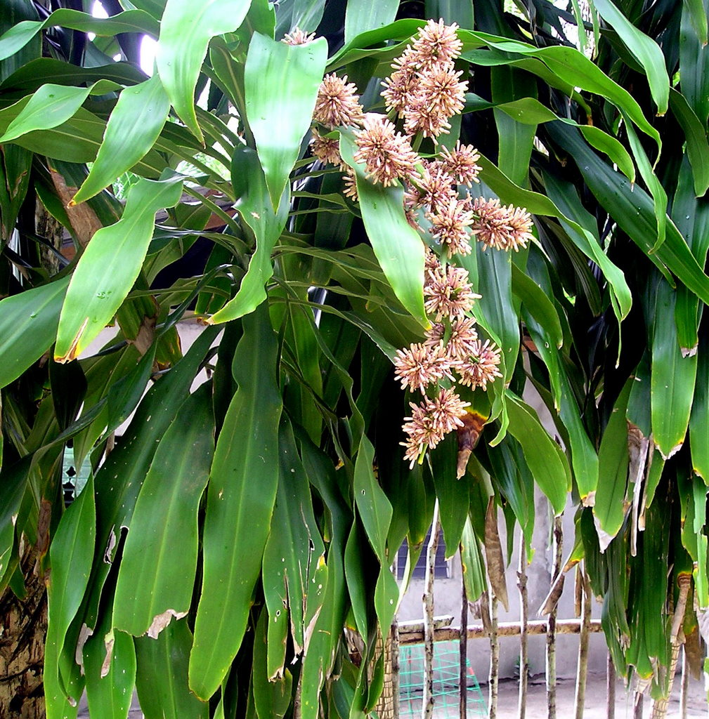 Flowering - corn plant care