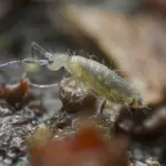 How To Get Rid Of Springtails In The Soil Naturally? A Comprehensive Guide