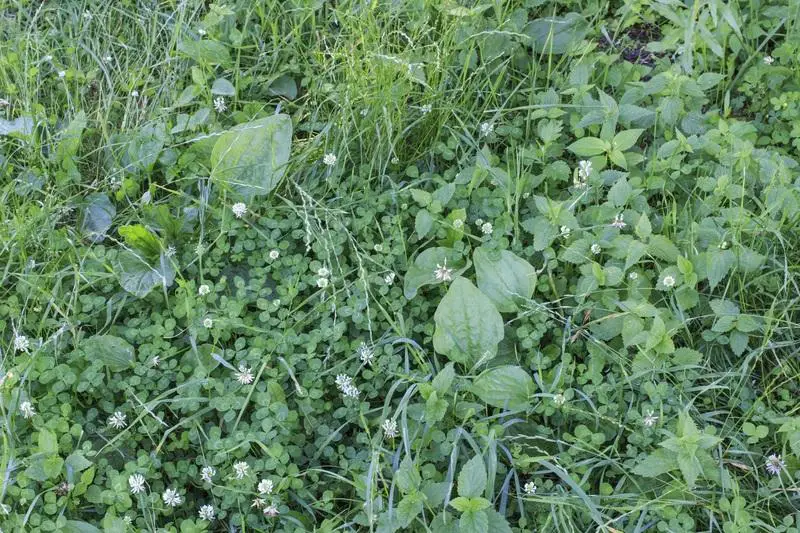 Get rid of weeds - wildflower lawn