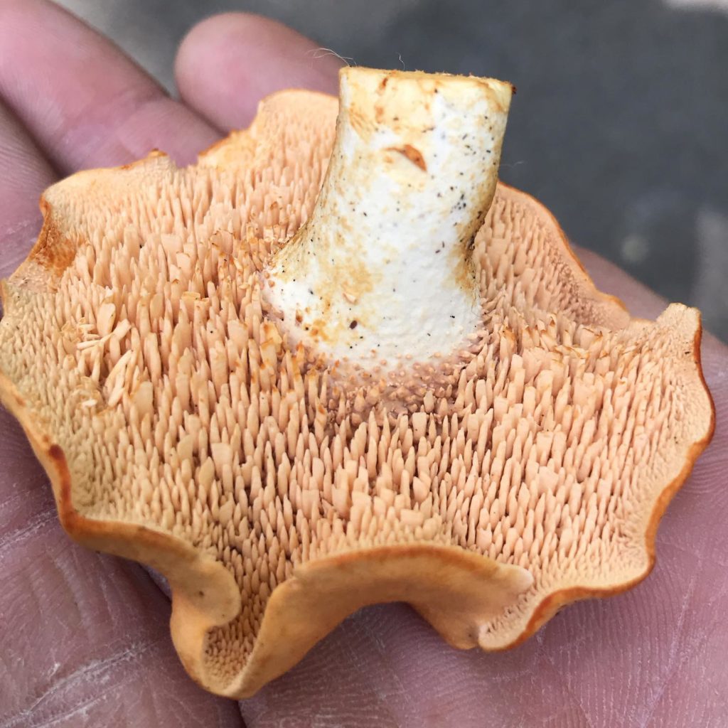 Hedgehog Mushrooms - types of edible mushrooms