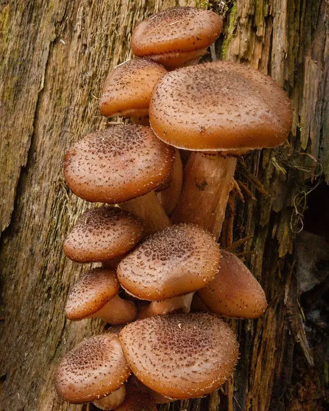 Honey Nut - types of edible mushrooms