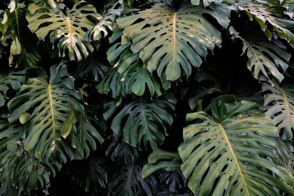 how to care for monstera
