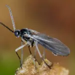 How To Get Rid Of Fungus Gnats For Good | The Ultimate Guide
