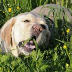 How To Grow Grass When You Have Dogs? A Comprehensive Guide