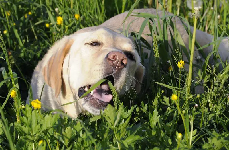 how to grow grass with dogs