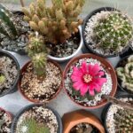How to Propagate Any Cactus (Easy & Fast Step by Step)