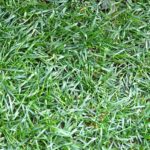 Kentucky Bluegrass For Lawns: Is It Any Good? A Comprehensive Guide