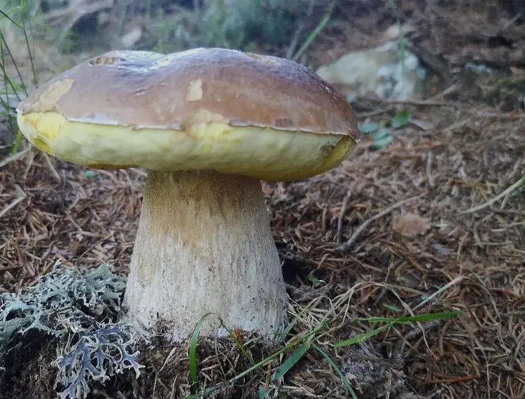 King Bolete Mushrooms  