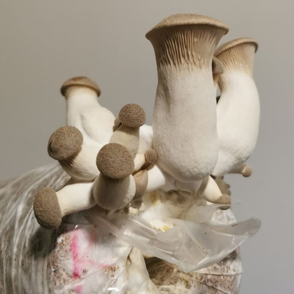 King Oyster Mushrooms 
