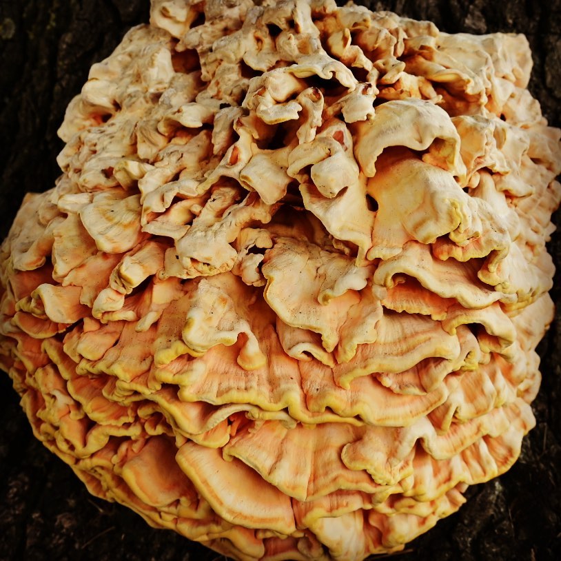 Maitake Mushrooms  